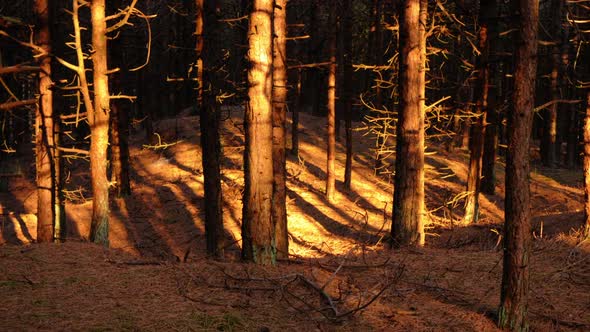 Timelapse during golden hour in a pine tree forest