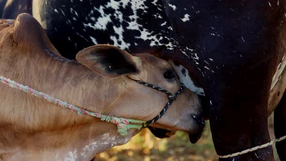 A newborn calf suckling milk from the udder of its mother - isolated outside