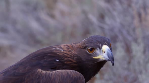 Tight shot of golden eagles head looking around