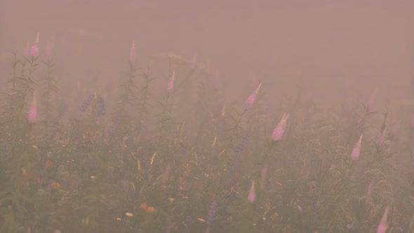 Wild Field Flowers in Deep Fog