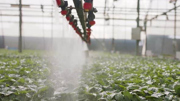 Slow motion of automatic irrigation of young plants in a large industrial nursury