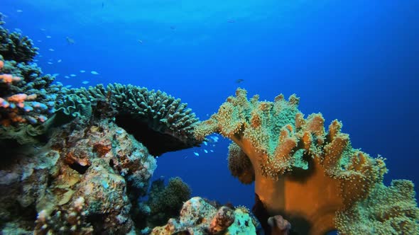 Tropical Underwater Reef Sea Fishes