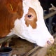 Portrait of milking cow at farm. Cow farm concept, agriculture and livestock - VideoHive Item for Sale