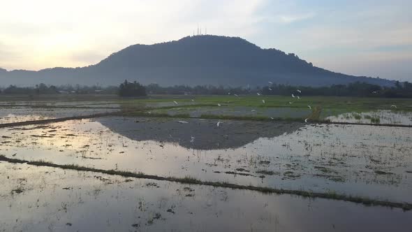 Egret birds fly at paddy field