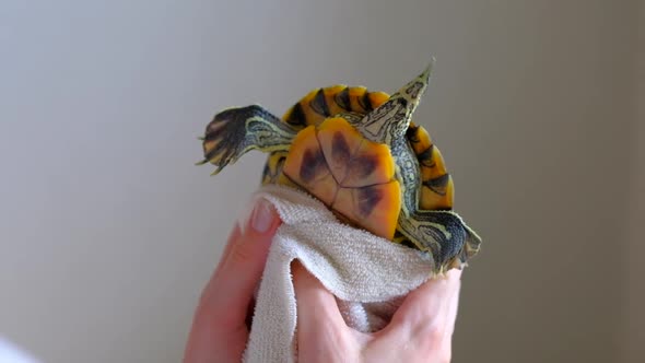 Female Hands Drying Redeared Turtle In White Towel After Washing In Bathtub