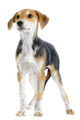 Border collie/beagle mix puppy - PhotoDune Item for Sale