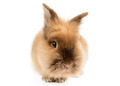 Lion Head Rabbit - PhotoDune Item for Sale
