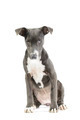 Hound/pitbull/weimaraner mix puppy isolated on white background - PhotoDune Item for Sale