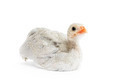 Guinea Fowl - PhotoDune Item for Sale