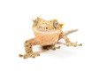 Crested Gecko - PhotoDune Item for Sale