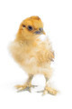 gallus gallus domesticus, silky chicken - PhotoDune Item for Sale
