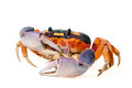 Halloween Crab - PhotoDune Item for Sale