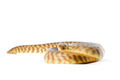 woma python - PhotoDune Item for Sale