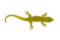 Baby Madagascar Day Gecko - PhotoDune Item for Sale