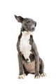 Hound/pitbull/weimaraner mix puppy isolated on white background - PhotoDune Item for Sale