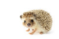 Hedgehog - PhotoDune Item for Sale