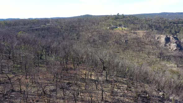 Aerial footage of forest regeneration after bushfires in The Blue Mountains in Australia