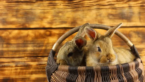 Two Cute Fluffy Affectionate Brown Bunnies Sit in a Wicker Basket and Wiggle Their Ears