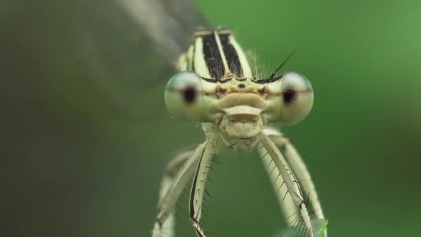 Dragonfly Coenagrion