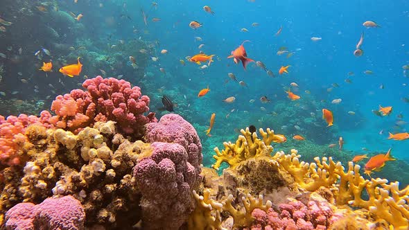 Coral Reef Beautiful Underwater Landscape with Sea Water