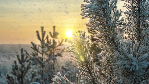 Snow Falling Nature Forest Trees Landscape on White Sunny Winter Day Mood