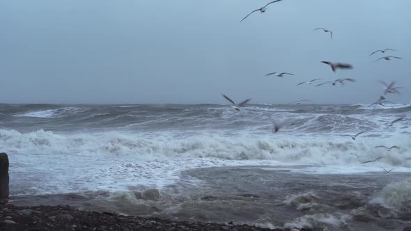 There is storm in ocean or in sea, waves are hitting shore, lot of birds,