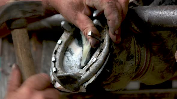 Farrier Putting Up Metal Horseshoe on Horse Hoof