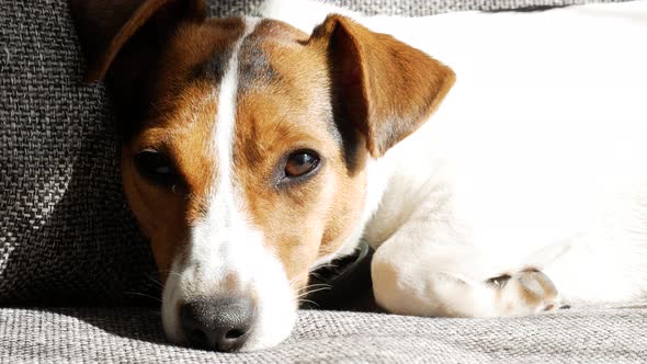 Young Jack Russell terrier enjoying sunlight and trying to sleep on couch