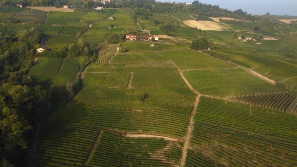 Vineyard Aerial View in Langhe Piedmont Italy