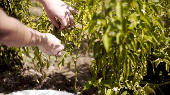 Woman Picking Green Peppers