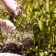 Woman Picking Green Peppers - VideoHive Item for Sale