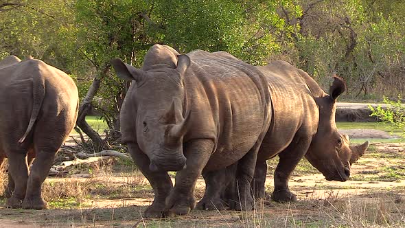 White rhinos stand still in African bushland as wind blows through trees in background