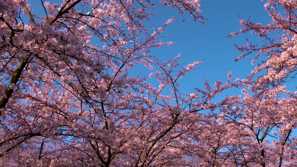 Sakura Cherry Blossoming Park in Amsterdam Netherlands