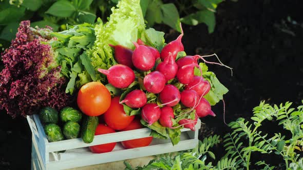 A Set of Fresh Vegetables in a Wooden Box. Organic Products Concept