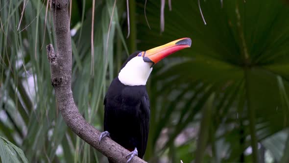 Slow motion shot of a Common Toucan standing on a branch on a rainy day