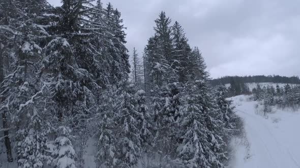 Maneuverable FPV Drone Flight Between Snowcovered Trees Over a Snowmobile Descending a Mountain