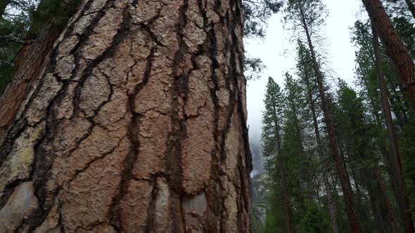 Sliding to reveal Yosemite falls and a big trees in Yosemite Valley during the day. 30p conformed to