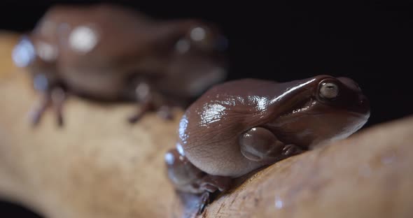 Close Up View of an Australian Tree Frog Sitting on a Tree Branch Studio