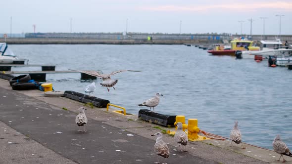 Seagulls and Albatrosses Soar in the Sky in Slow Motion at the Pier in the Port Close Up Video of