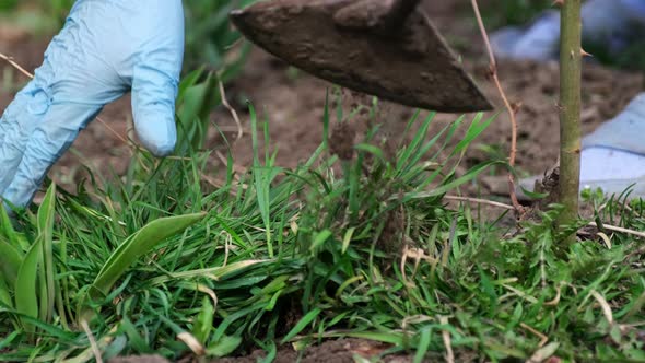 Close Up View of Plucking the Weeds By Hoe