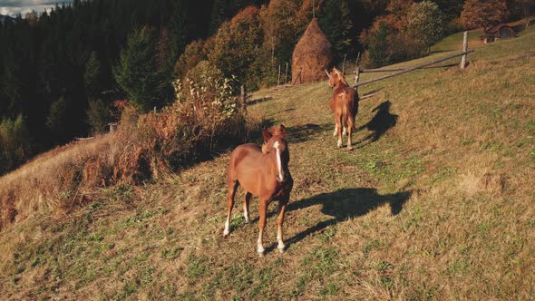 Horse Look Camera Mountain Hill Aerial