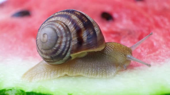 The Large Snail Helix Pomatia Crawls on a Watermelon and Drinks Watermelon Juice