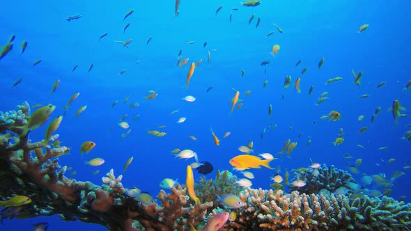 Coral Reef Seascape