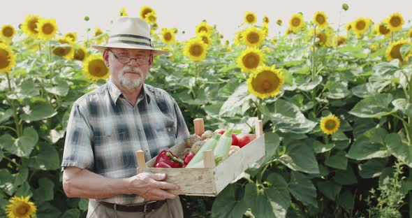 Happy Senior Farmer Holds Crate with Vegetables and Smiles at Sunflowers