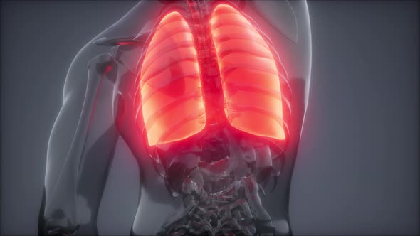 Human Lungs Radiology Exam alt