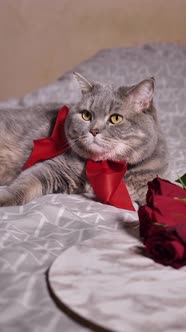 Scottish Straight cat on Valentine's Day