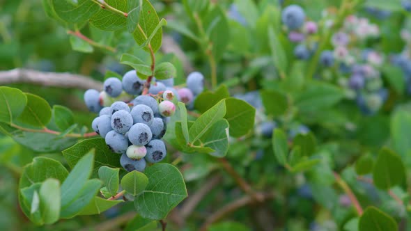 4K Blueberry Plant