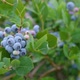 4K Blueberry Plant - VideoHive Item for Sale