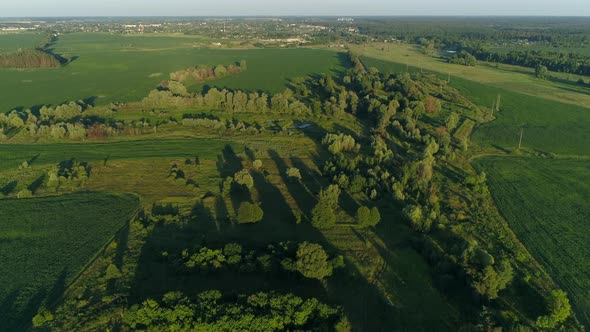 Aerial View Beautiful Nature Forest in Summer Drone Flying Over Corn Field