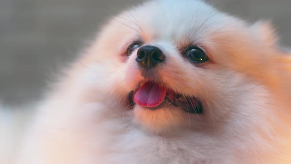 close up pomeranian white puppy dog with happy tongue face